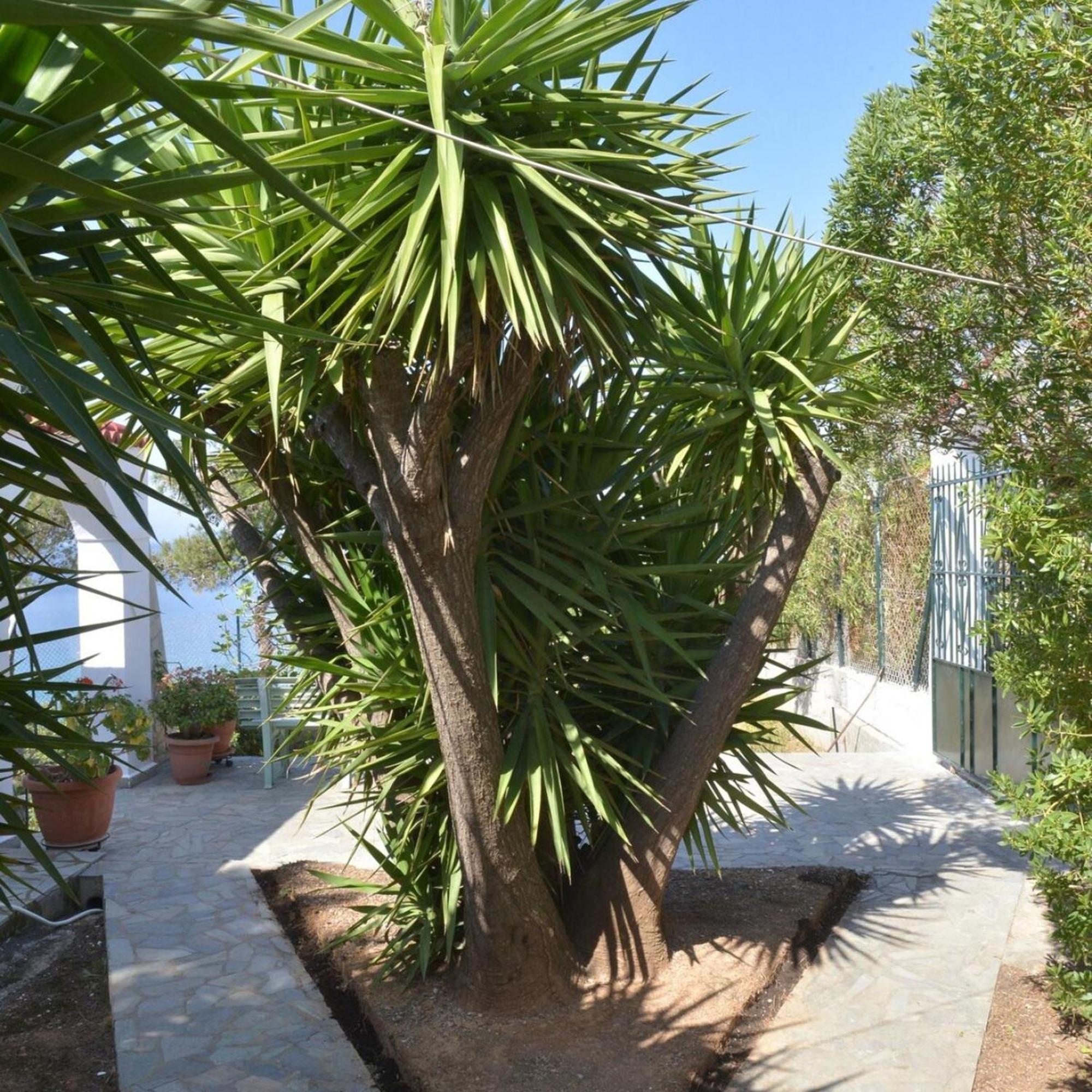 Salamis Beachfront House Exterior photo